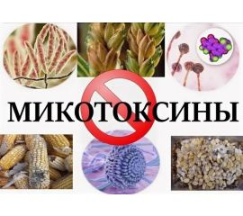 Микотоксины